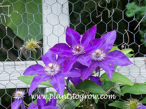 Clematis the President 
growing on a chicken wire support structure